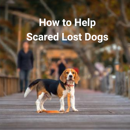 9 Ways To Help A Shy, Panicked, Or Scared Lost Dog | PetHub